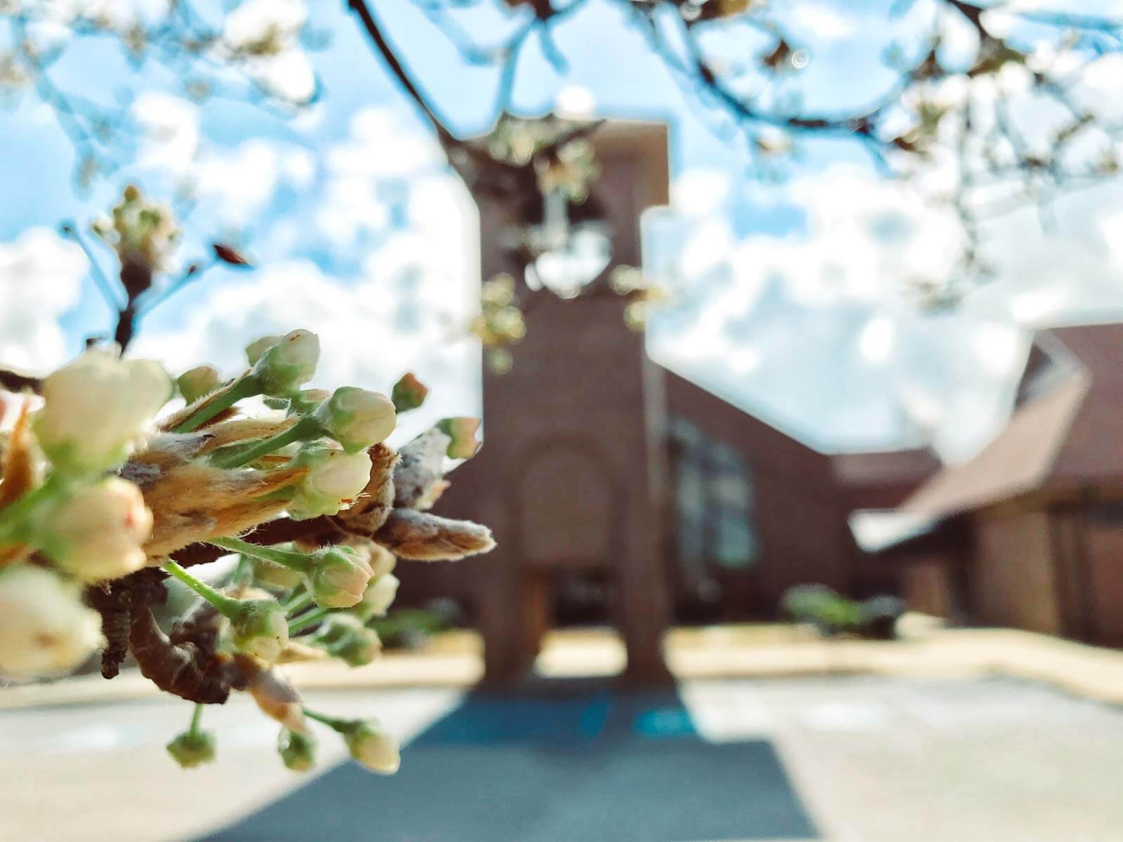 Focus on trees blooming in front of Saxe Gotha Presbyterian Church