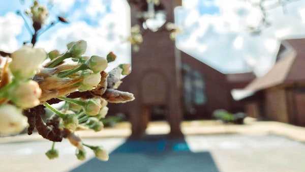 Focus on trees blooming in front of Saxe Gotha Presbyterian Church